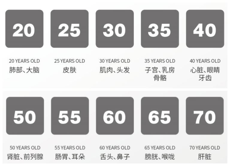 揭秘人体器官衰老时间,干细胞实现双重精准抗衰 - 乐土生命科技